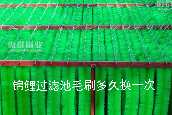 錦鯉過濾池毛刷多久換一次